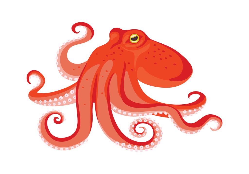 Octopus
